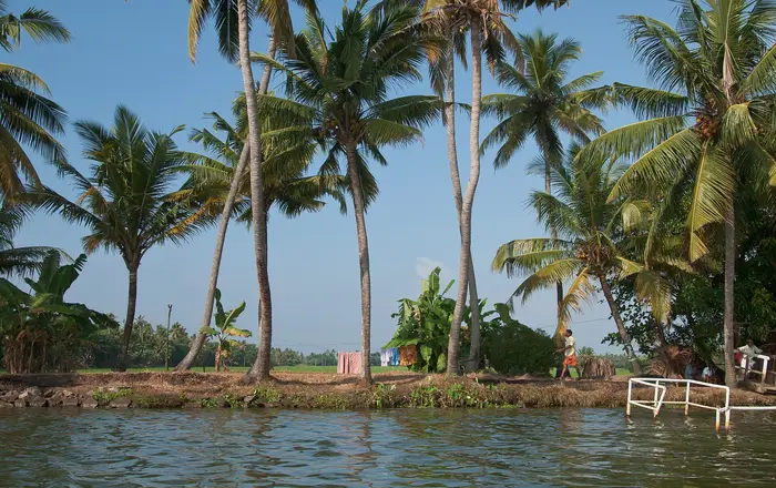 Kerala backwaters, Palm trees, India