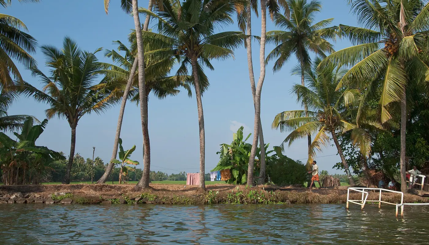 Kerala backwaters, Palm trees, India