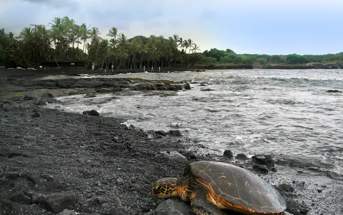 Green turtle Chelonia mydas is basking on Punaluu Beach Big Island of Hawaii