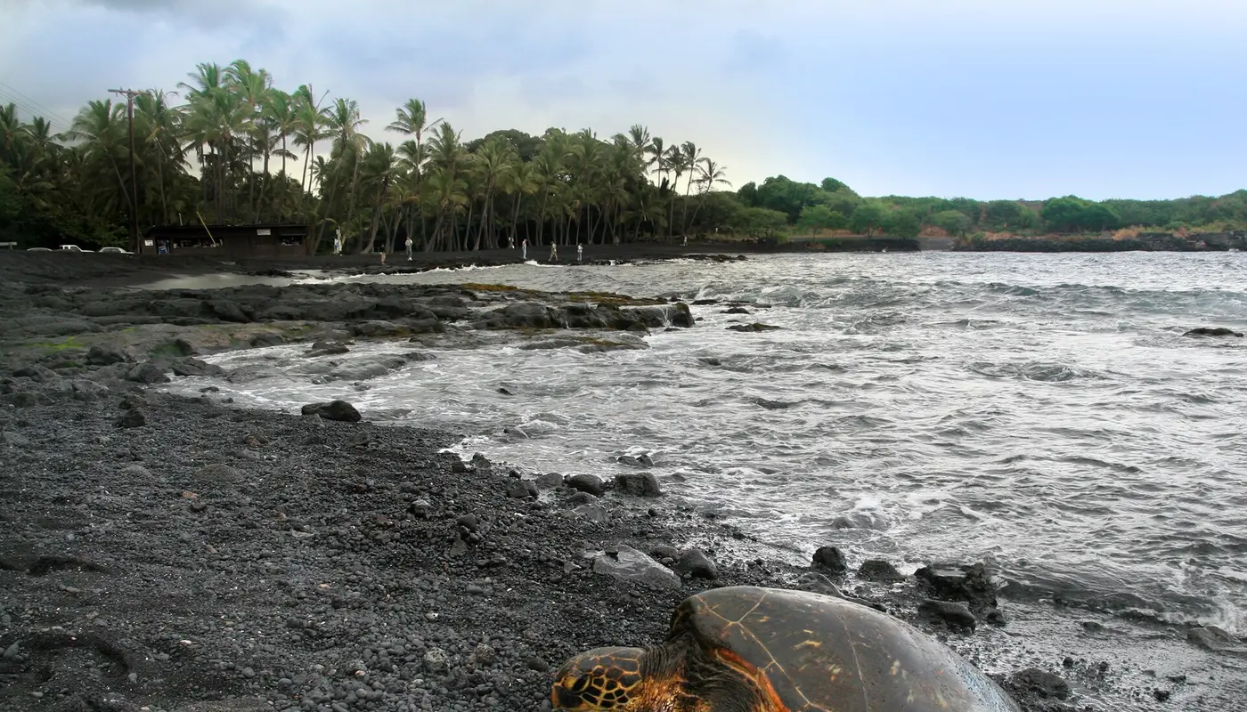 Green turtle Chelonia mydas is basking on Punaluu Beach Big Island of Hawaii